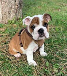 Ernest of Saxe aka PABLO